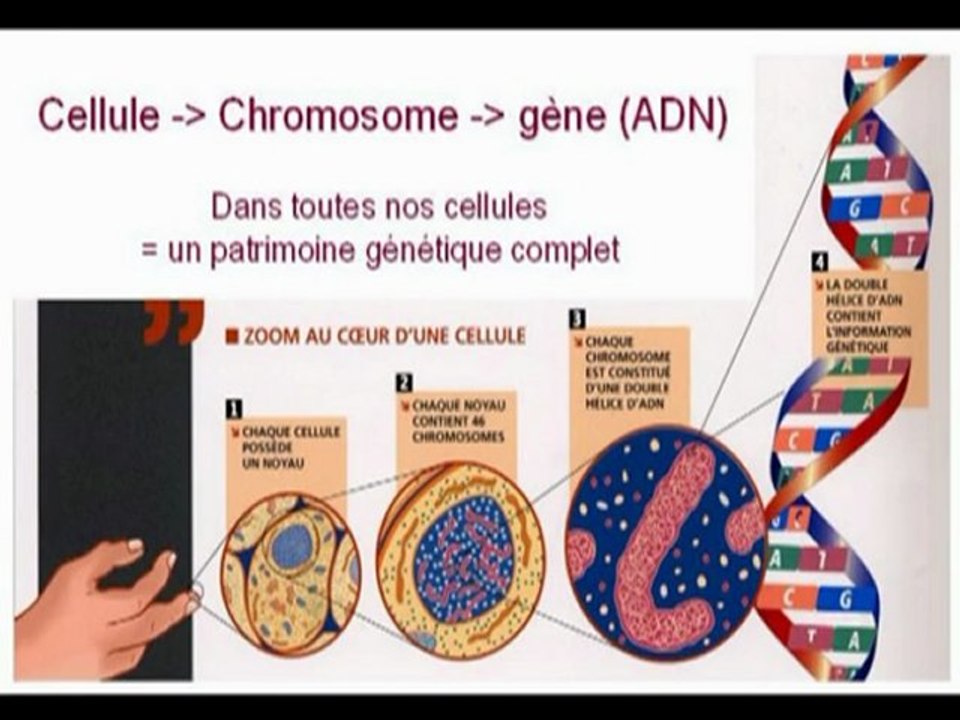 Unité et diversité des êtres humains - génétique SVT 3ème