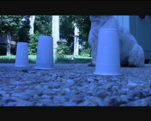 Réglisse the amazing westie