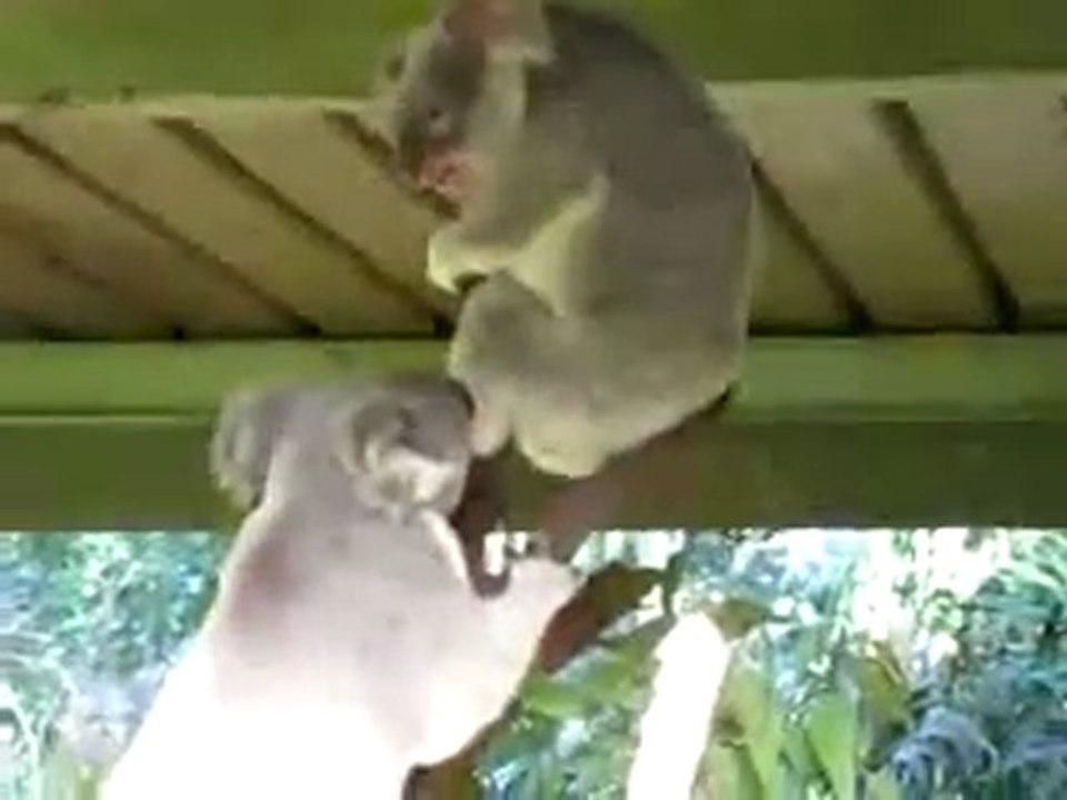 koala fight