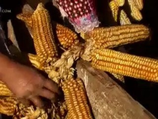 A Widow’s Corn Harvest - CBN.com