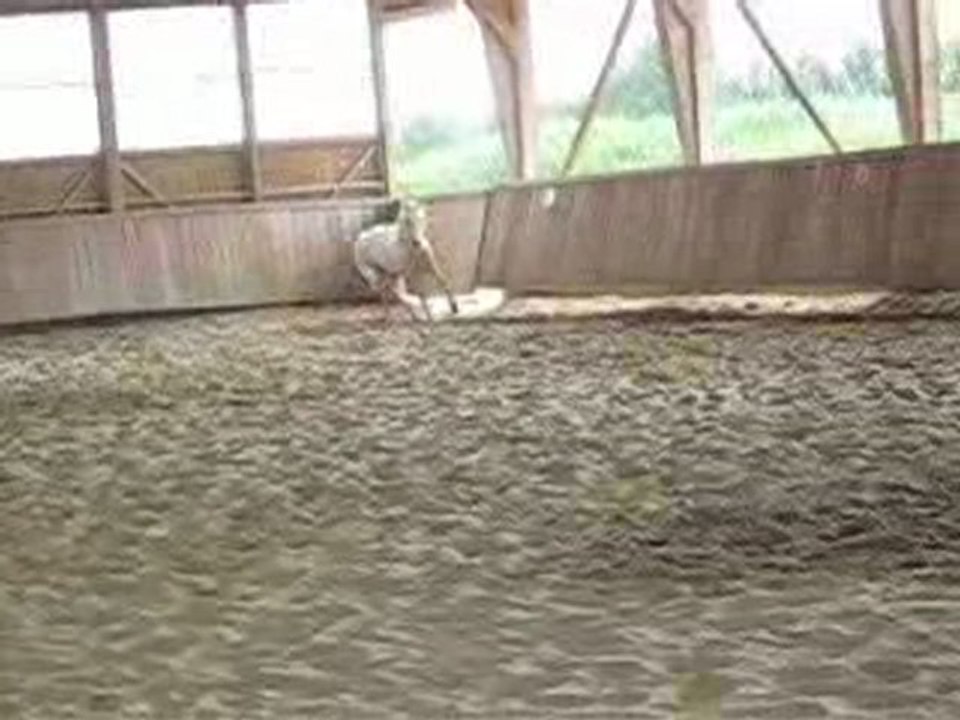 TULIO cheval Andalous