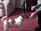 Dog Training in Action - Max Does Dog Tricks
