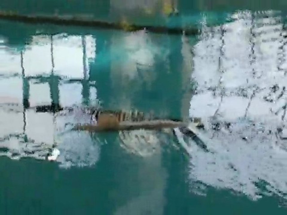 DRAGON SHARK