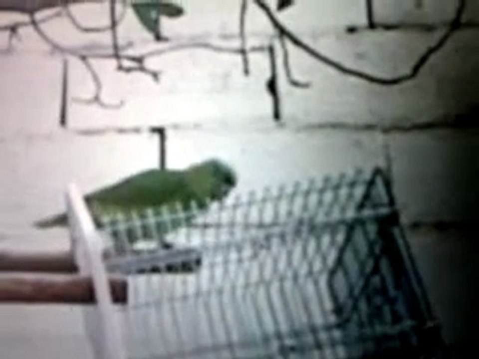 Amazing Islamic Parrot