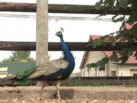 Gîtes & Roulottes De Manon Picardie Oise Pêche Chevaux