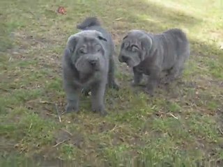 Baodaï & Chila babies 2010, 6 weeks