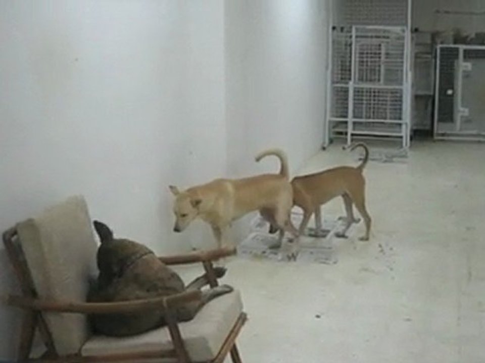 Rescued dog in Doggie House basement