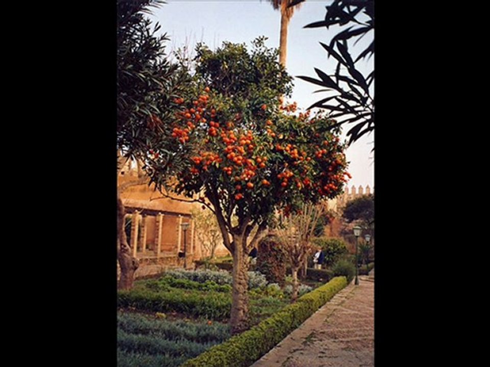 estrella morente -la cazaba