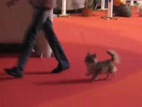 expo Bourges le 20 février 2010 Cupidon !!!