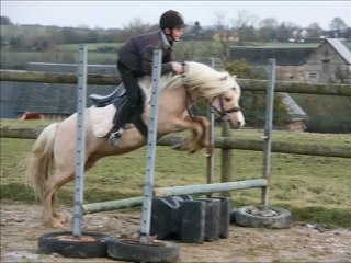 Frisia's Storm King étalon Welsh A, 4 ans