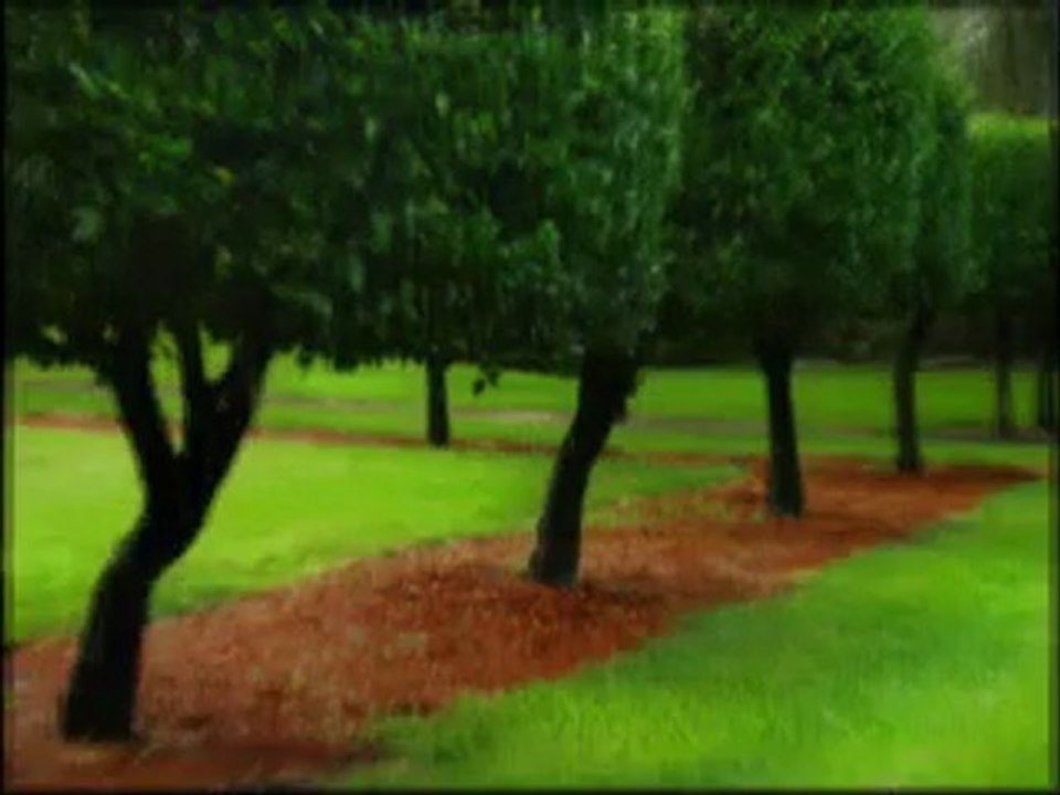 Growing grass from seed