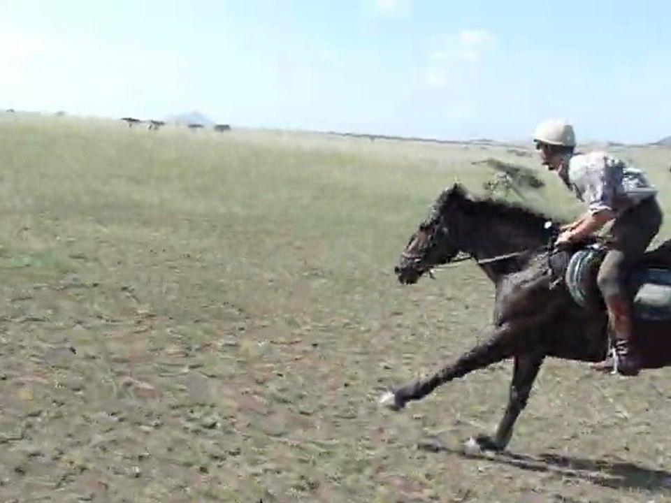Safari à cheval - Galop avec les girafes