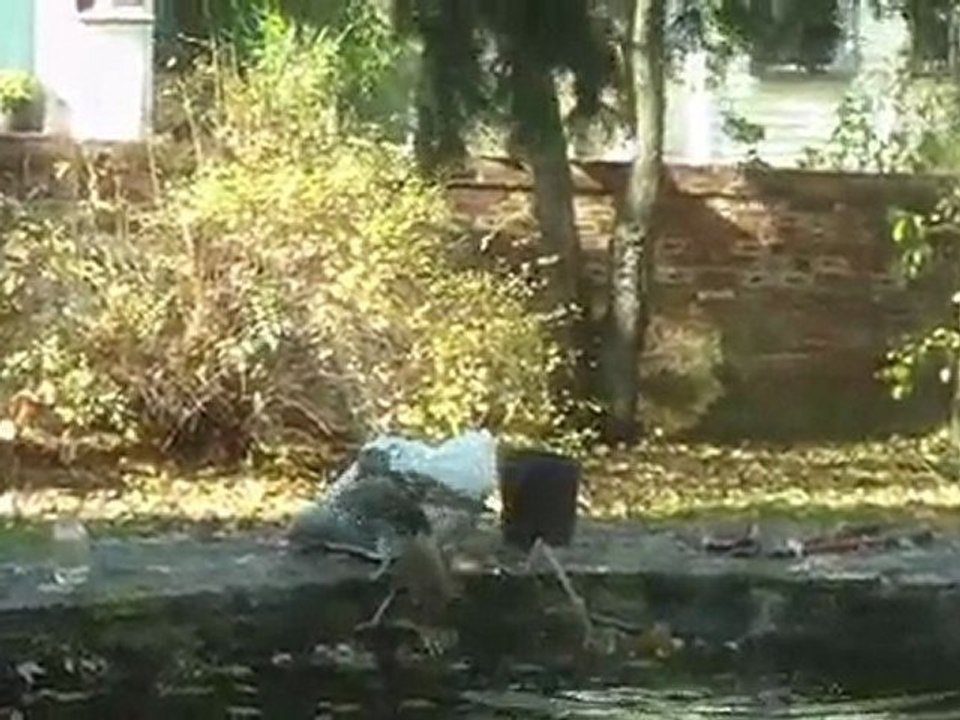 Urban Wildlife: Red Tailed Hawk