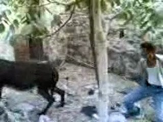 Alhmar de hwara (par menizla)pour chrif  hmimo et ben omar