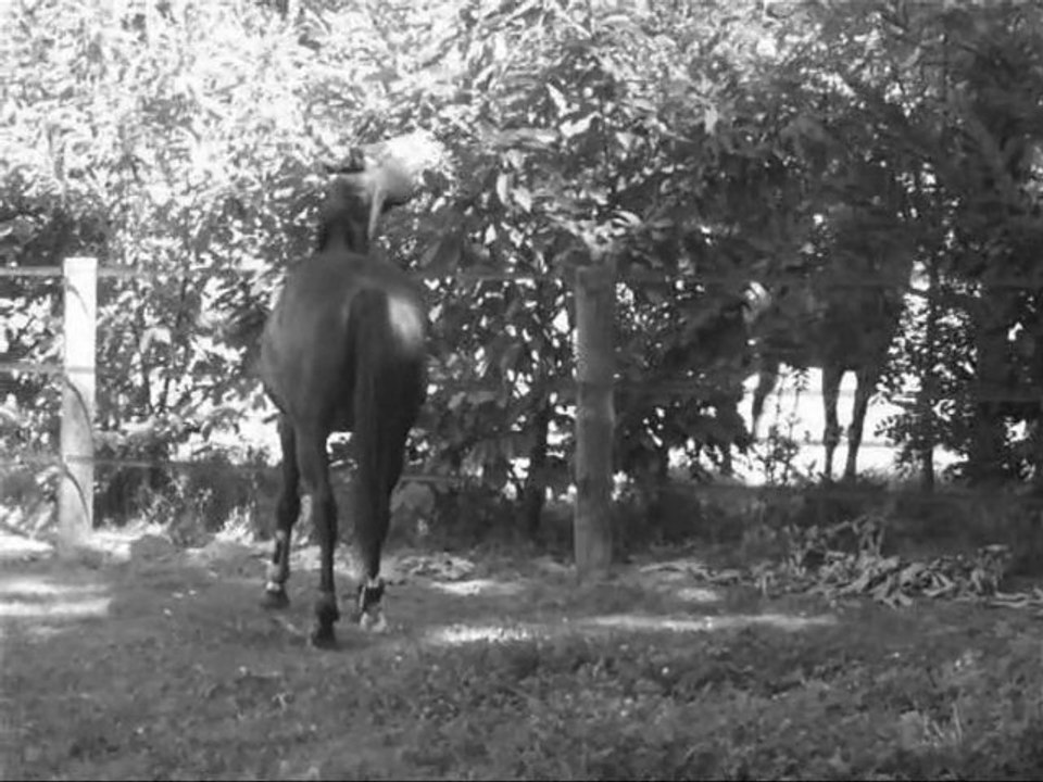 ♪ Apprenez : écouter ,, regarder ,, murmurer ♥