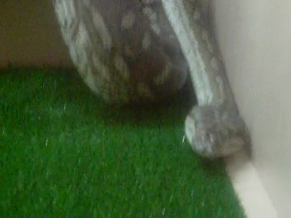 python bredli