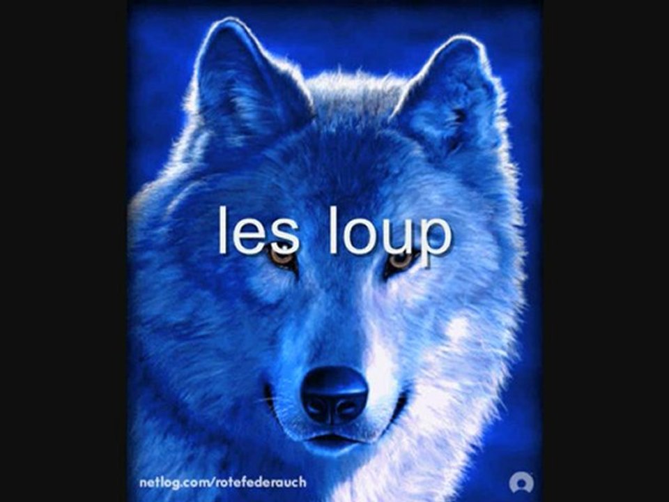 toi qui aime les loups