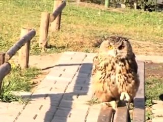 INTERCONTINENTAL ALMATY Concierge Video