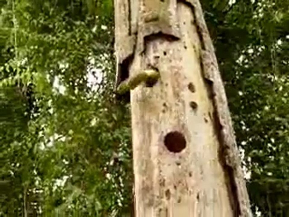 Pic-bois tueur de serpent - Woodpecker