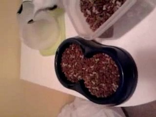 loulou et ses croquettes