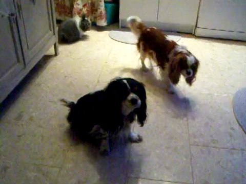 100_8583 lapin bélier teddy et cavalier king charles