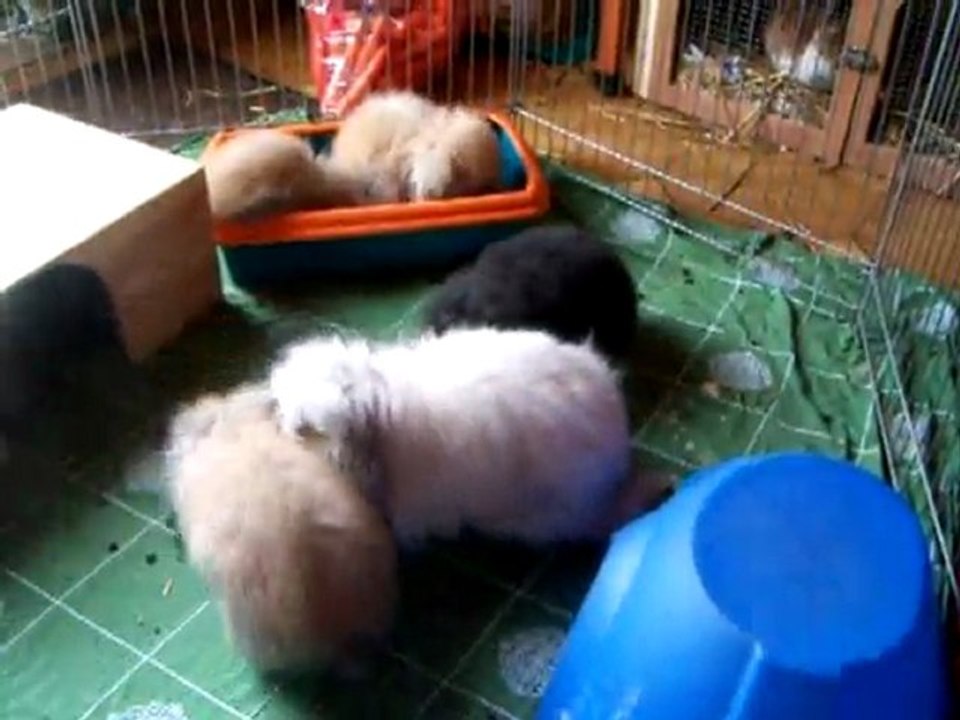 100_8567 lapin bélier teddy angora et ses bébés  8 semaines