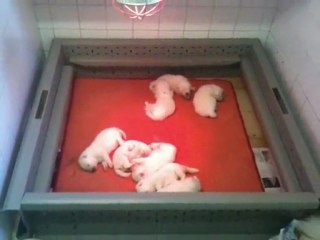 chiots samoyede 2