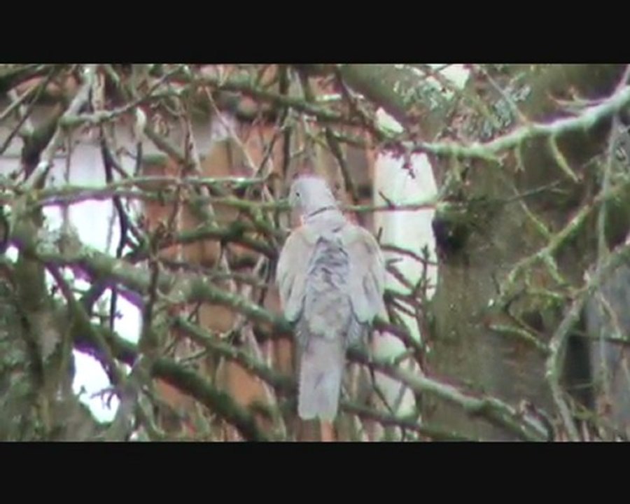 oiseaux zoomés