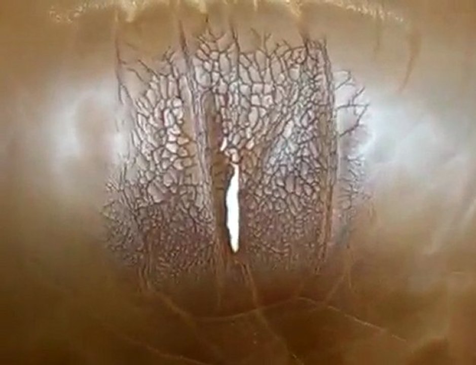 Leather Furniture Consumers Guide  Abbreviated Version