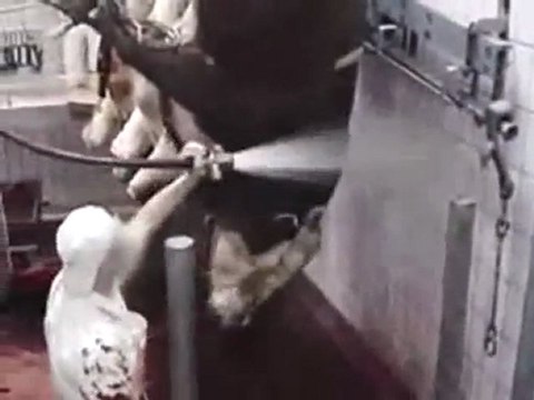 Réalité des abattoirs (bovin)