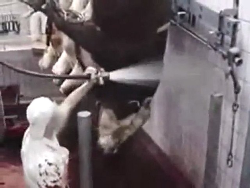 Réalité des abattoirs (bovin)