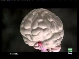 Cerebro: Asimetrias funcionales