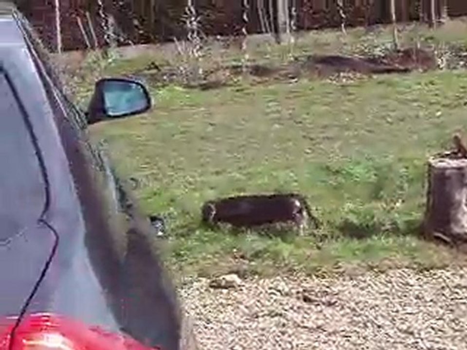 Eos notre chien trop mimi