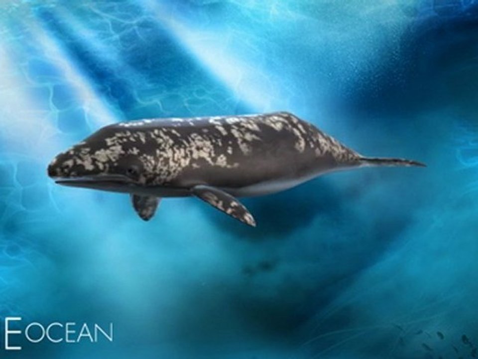 Grey Whale 3D Model