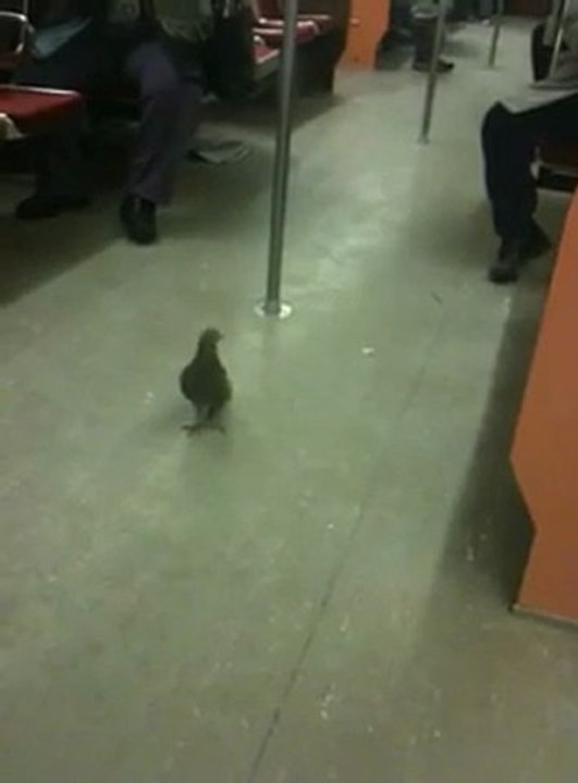 pigeon voyageur porte bien son nom