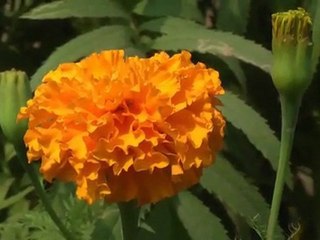 Panasonic HDC-SD5 : Test Video 002