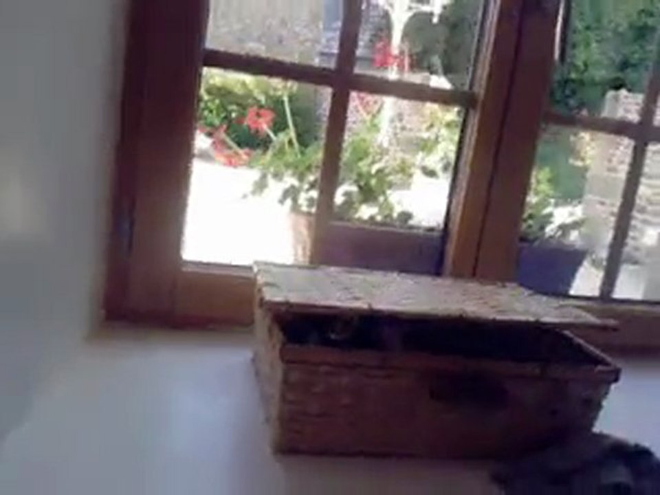 Oasis petit