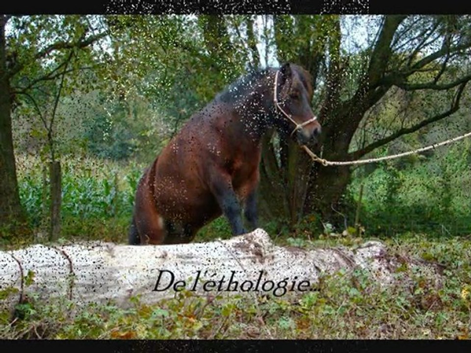 Kinder Canelle les poney de Steph