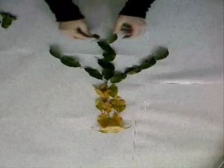 Dessine-moi un arbre...