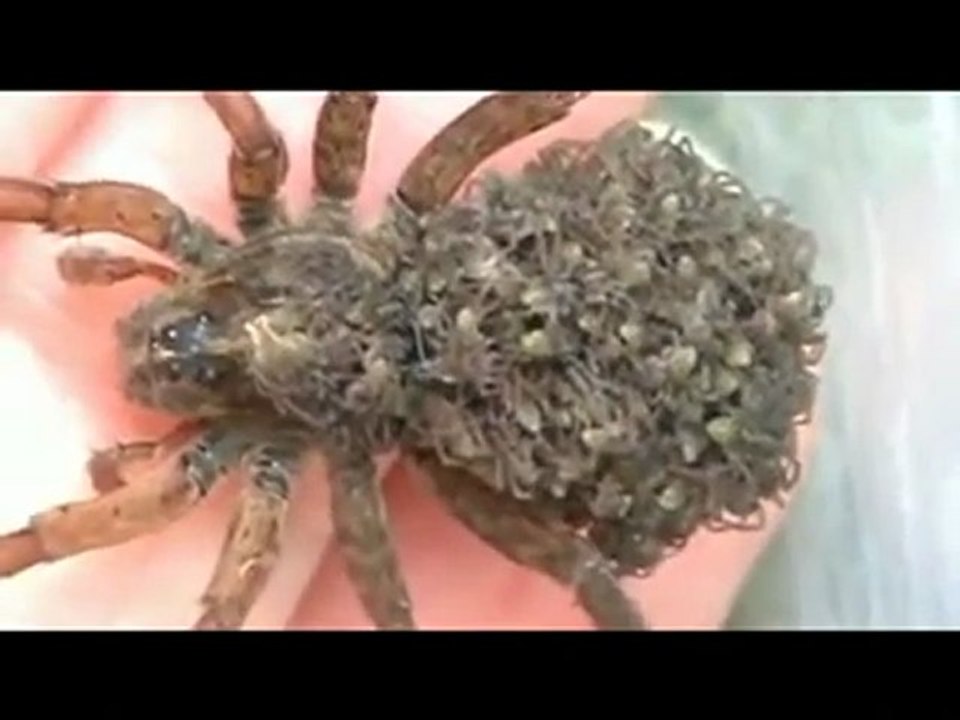 Jolie araignée... BEUURK