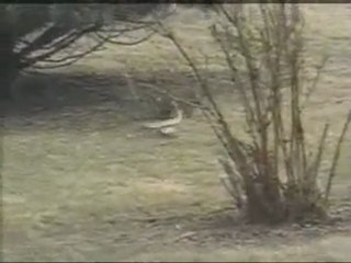 lapin contre serpent