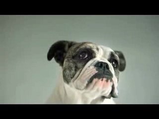 slow motion Pedigree Catch