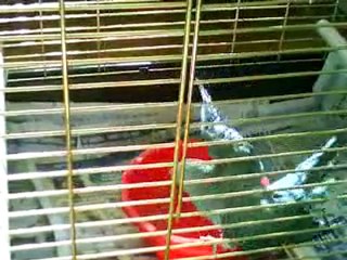 Perruche à colier qui se baigne.