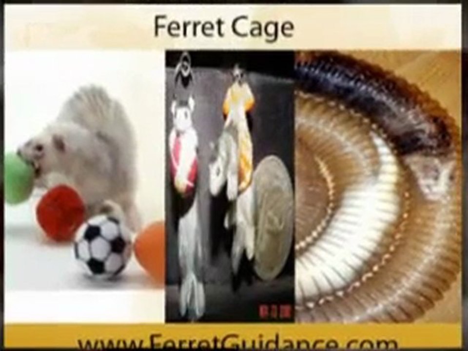 Ferret Cage