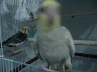 Coco et Paloma