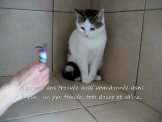 SOS ADOPTONS - Lilou 1an 1/2 et Papaye 2 ans