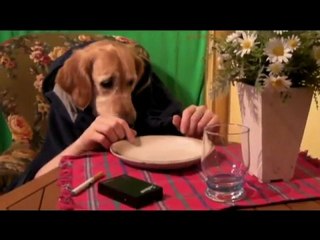 Un incroyable chien humain qui mange au restaurant