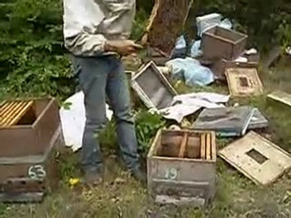 80 binlik kovan oluşturulması.