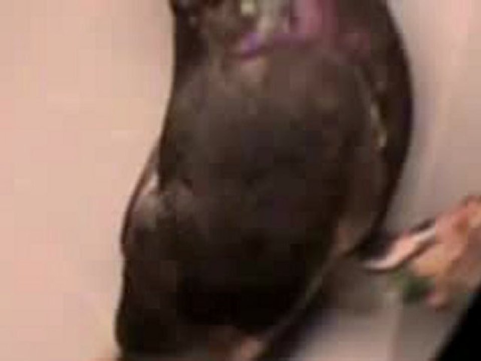 Pigeon Pals Racing Club Daily Results 218