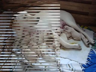 LABRADORS ET LEURS PETITS CHIOTS